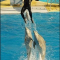 Marineland - Dauphins - Spectacle 14h30 - 056