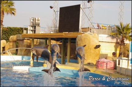Marineland - Dauphins - Spectacle 17h00 - 060
