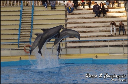 Marineland - Dauphins - Spectacle 17h00 - 061