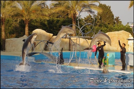 Marineland - Dauphins - Spectacle 17h00 - 062