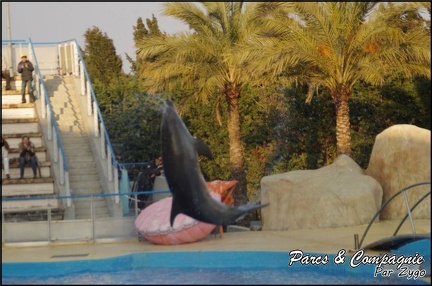 Marineland - Dauphins - Spectacle 17h00 - 063