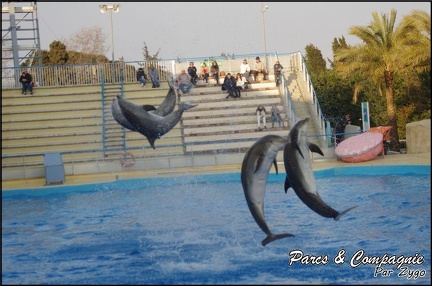 Marineland - Dauphins - Spectacle 17h00 - 065