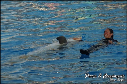 Marineland - Dauphins - Spectacle 17h00 - 067