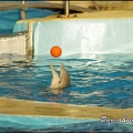 Marineland - Dauphins - Spectacle 17h00 - 074