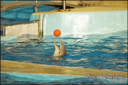 Marineland - Dauphins - Spectacle 17h00 - 074