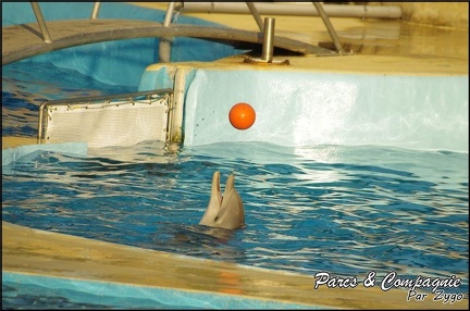 Marineland - Dauphins - Spectacle 17h00 - 075