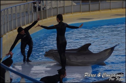 Marineland - Dauphins - Spectacle 17h00 - 076