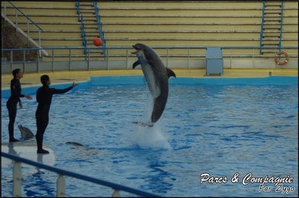 Marineland - Dauphins - Spectacle 17h00 - 077