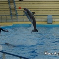 Marineland - Dauphins - Spectacle 17h00 - 078
