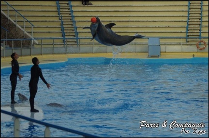 Marineland - Dauphins - Spectacle 17h00 - 079