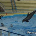 Marineland - Dauphins - Spectacle 17h00 - 081