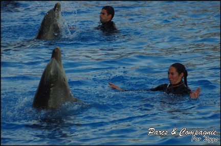 Marineland - Dauphins - Spectacle 17h00 - 083
