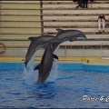 Marineland - Dauphins - Spectacle 17h00 - 086
