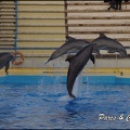 Marineland - Dauphins - Spectacle 17h00 - 087