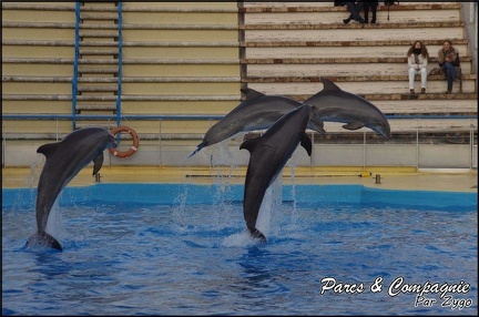 Marineland - Dauphins - Spectacle 17h00 - 087