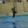 Marineland - Dauphins - Spectacle 17h00 - 088