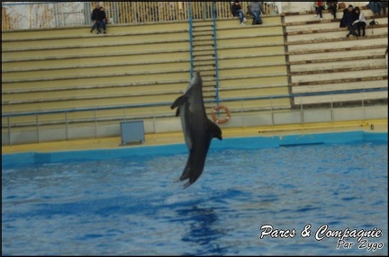 Marineland - Dauphins - Spectacle 17h00 - 089