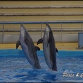 Marineland - Dauphins - Spectacle 17h00 - 092