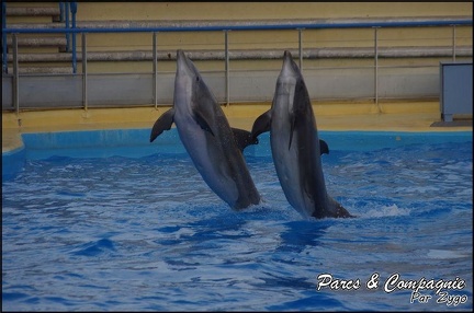 Marineland - Dauphins - Spectacle 17h00 - 093