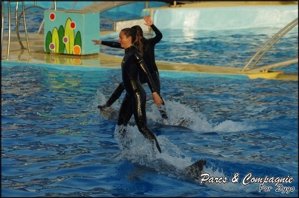 Marineland - Dauphins - Spectacle 17h00 - 095