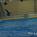 Marineland - Dauphins - Spectacle 17h00 - 097