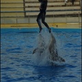 Marineland - Dauphins - Spectacle 17h00 - 099