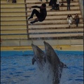 Marineland - Dauphins - Spectacle 17h00 - 100