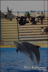 Marineland - Dauphins - Spectacle 17h00 - 101