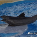 Marineland - Dauphins - Spectacle 17h00 - 102