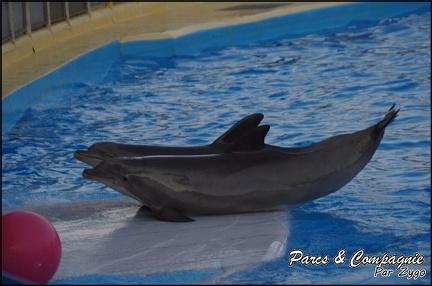 Marineland - Dauphins - Spectacle 17h00 - 103