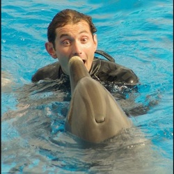 Dauphins - Spectacle 14h30