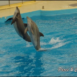Dauphins - Spectacle 17h00
