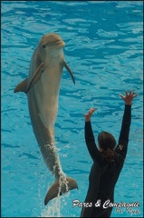 Marineland - Dauphins - Spectacle 14h30 - 038