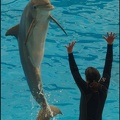 Marineland - Dauphins - Spectacle 14h30 - 039