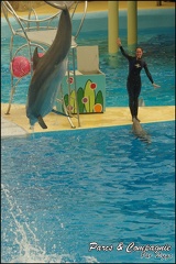 Marineland - Dauphins - Spectacle 14h30 - 040
