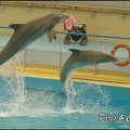 Marineland - Dauphins - Spectacle 14h30 - 041