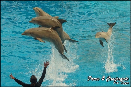 Marineland - Dauphins - Spectacle 14h30 - 042