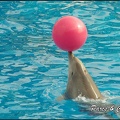 Marineland - Dauphins - Spectacle 14h30 - 057