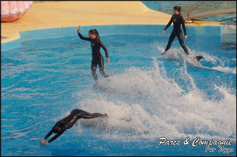 Marineland - Dauphins - Spectacle 14h30 - 059
