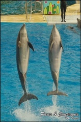 Marineland - Dauphins - Spectacle 14h30 - 060