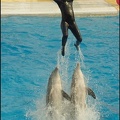 Marineland - Dauphins - Spectacle 14h30 - 061