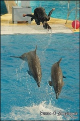 Marineland - Dauphins - Spectacle 14h30 - 063