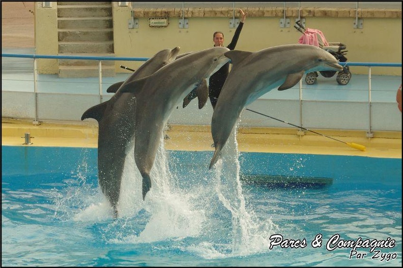Marineland - Dauphins - Spectacle 14h30 - 065