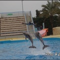 Marineland - Dauphins - Spectacle 17h00 - 068