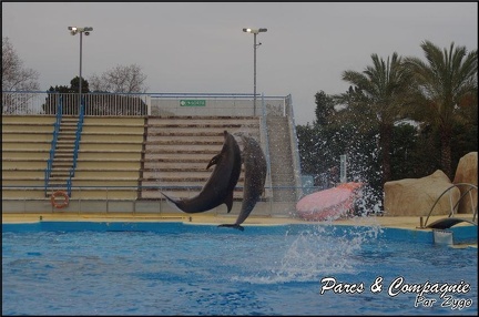 Marineland - Dauphins - Spectacle 17h00 - 070