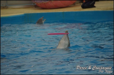 Marineland - Dauphins - Spectacle 17h00 - 071