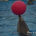 Marineland - Dauphins - Spectacle 17h00 - 072