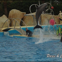 Marineland - Dauphins - Spectacle 17h00