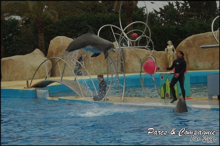 Marineland - Dauphins - Spectacle 17h00 - 075
