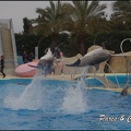 Marineland - Dauphins - Spectacle 17h00 - 077